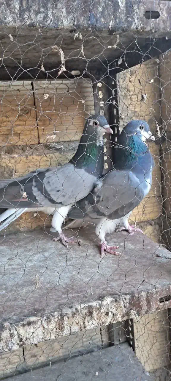 کبوتر خرقه کیپ|پرنده|خمینیشهر, |دیوار