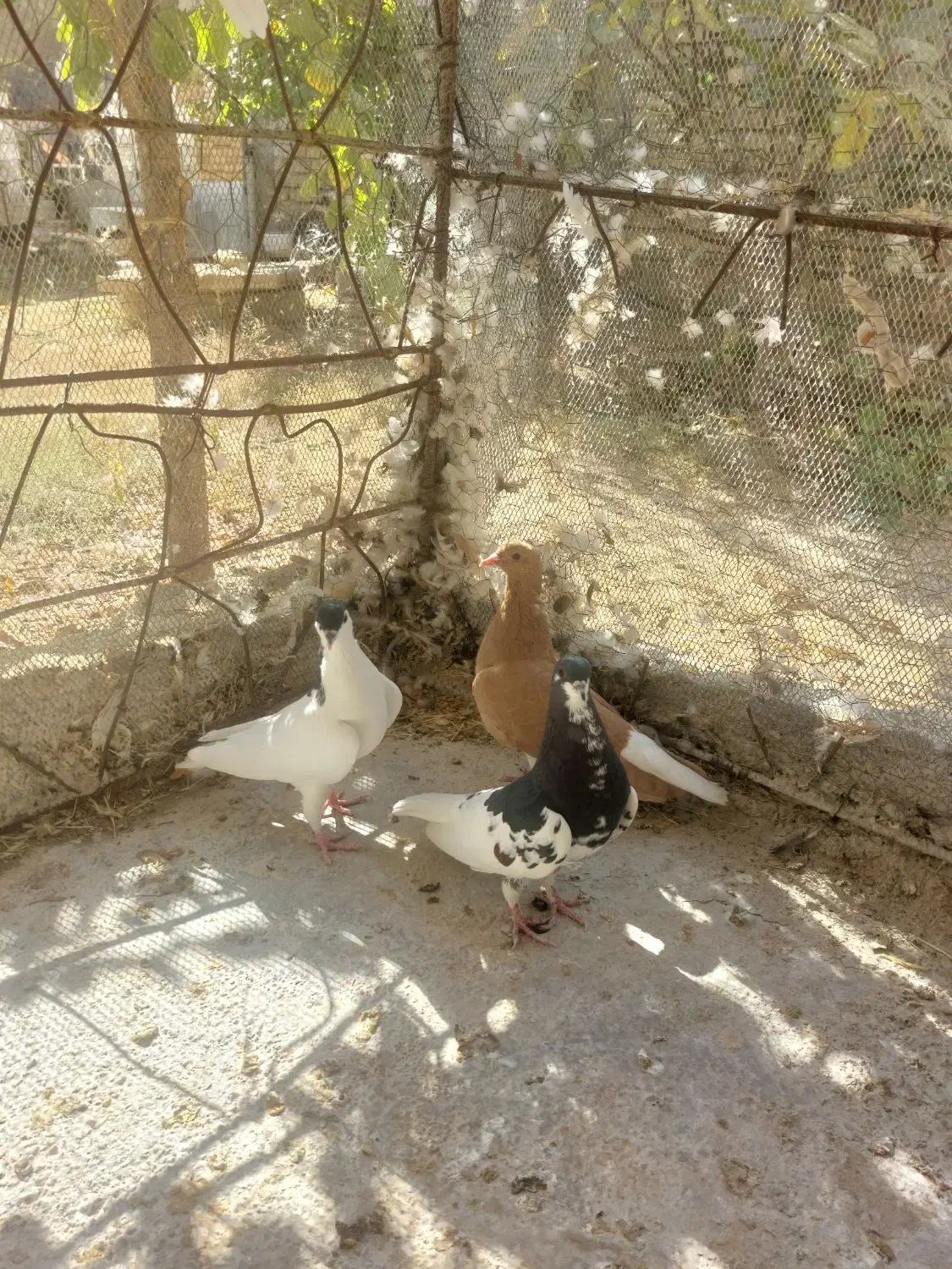 معاوضه کفتر|پرنده|سپیدان, |دیوار