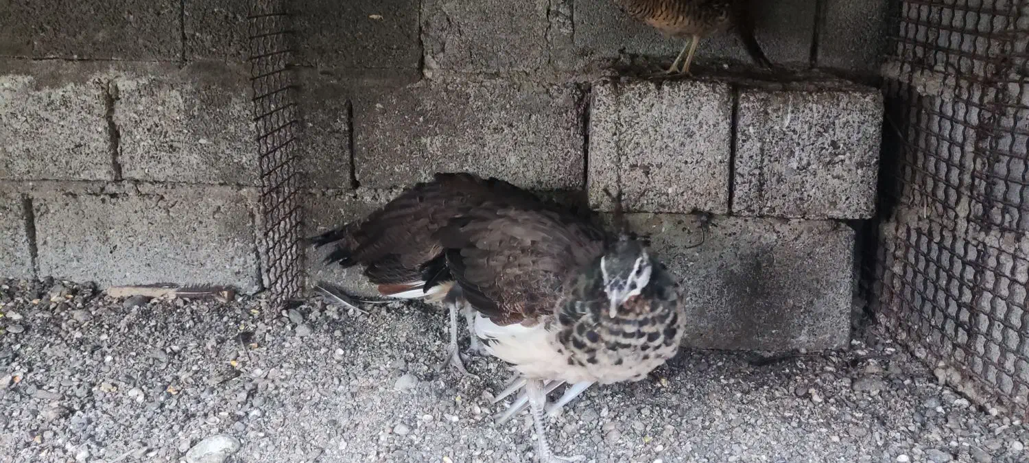 جوجه طاووس ماده هندی|پرنده|پرهسر, |دیوار