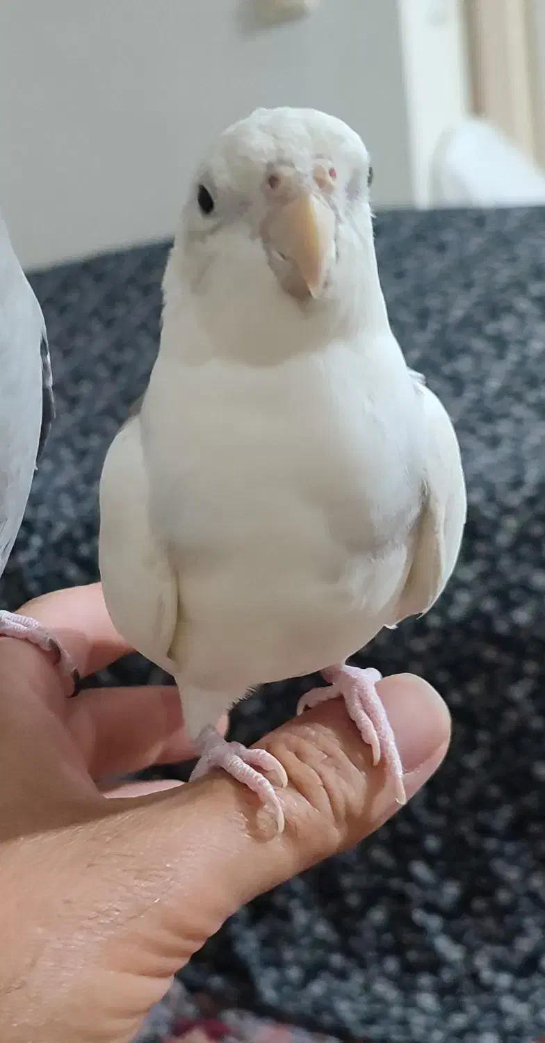 طوطی پیدا شده|حیوانات|الوند, |دیوار