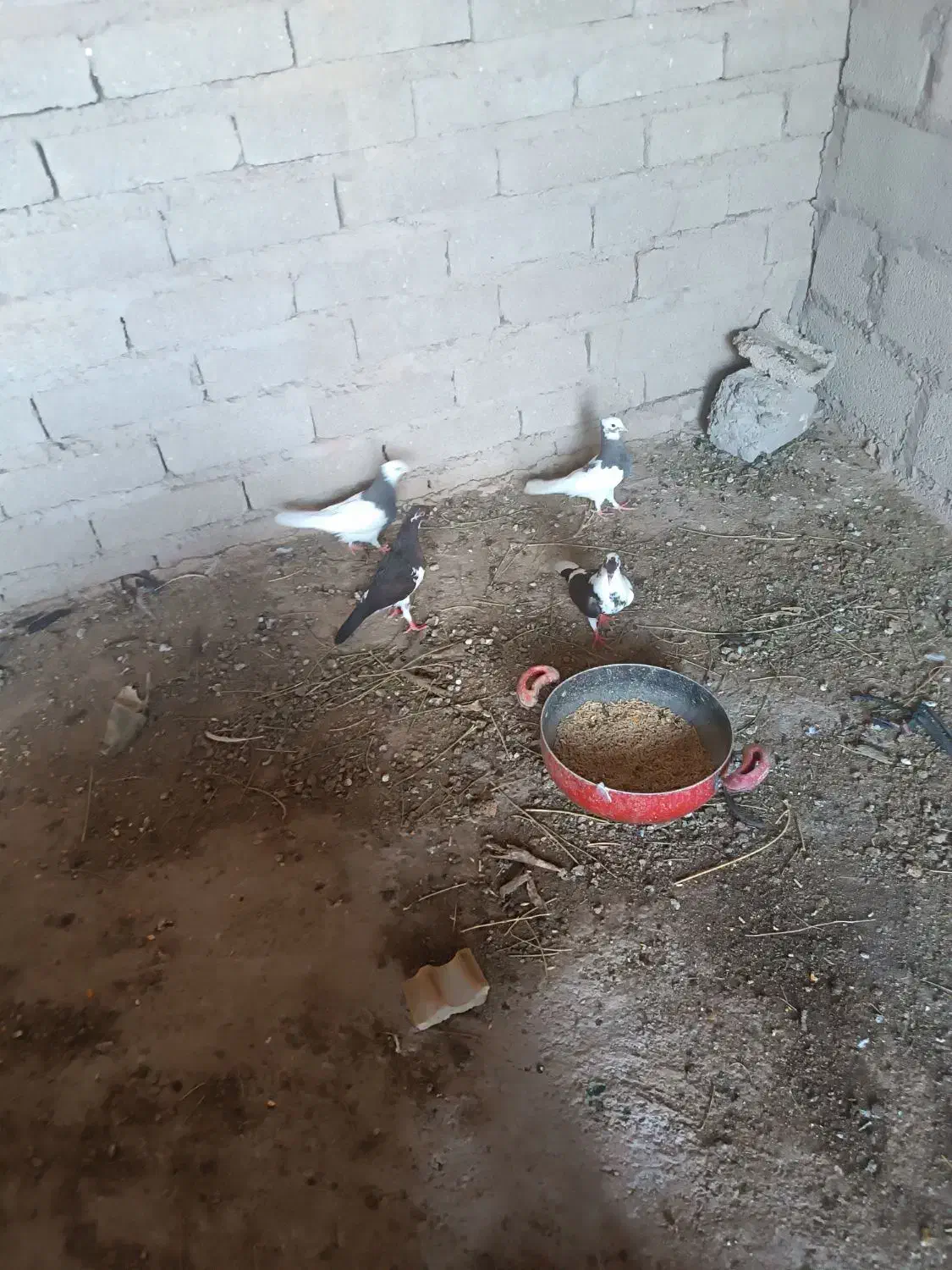 معاوضه کبوتر|پرنده|داراب, |دیوار