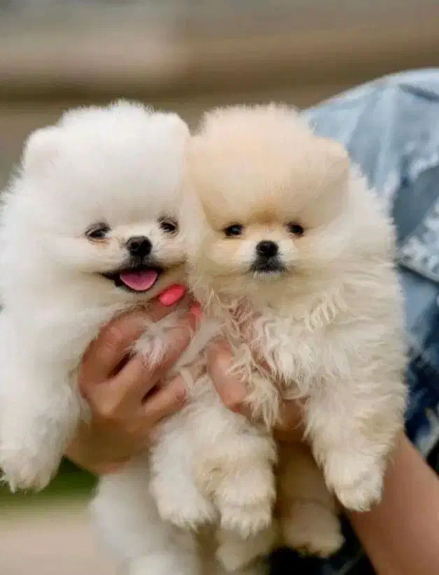 پامرخرسی اصیل بااصالت|سگ|اصفهان, خانه اصفهان|دیوار