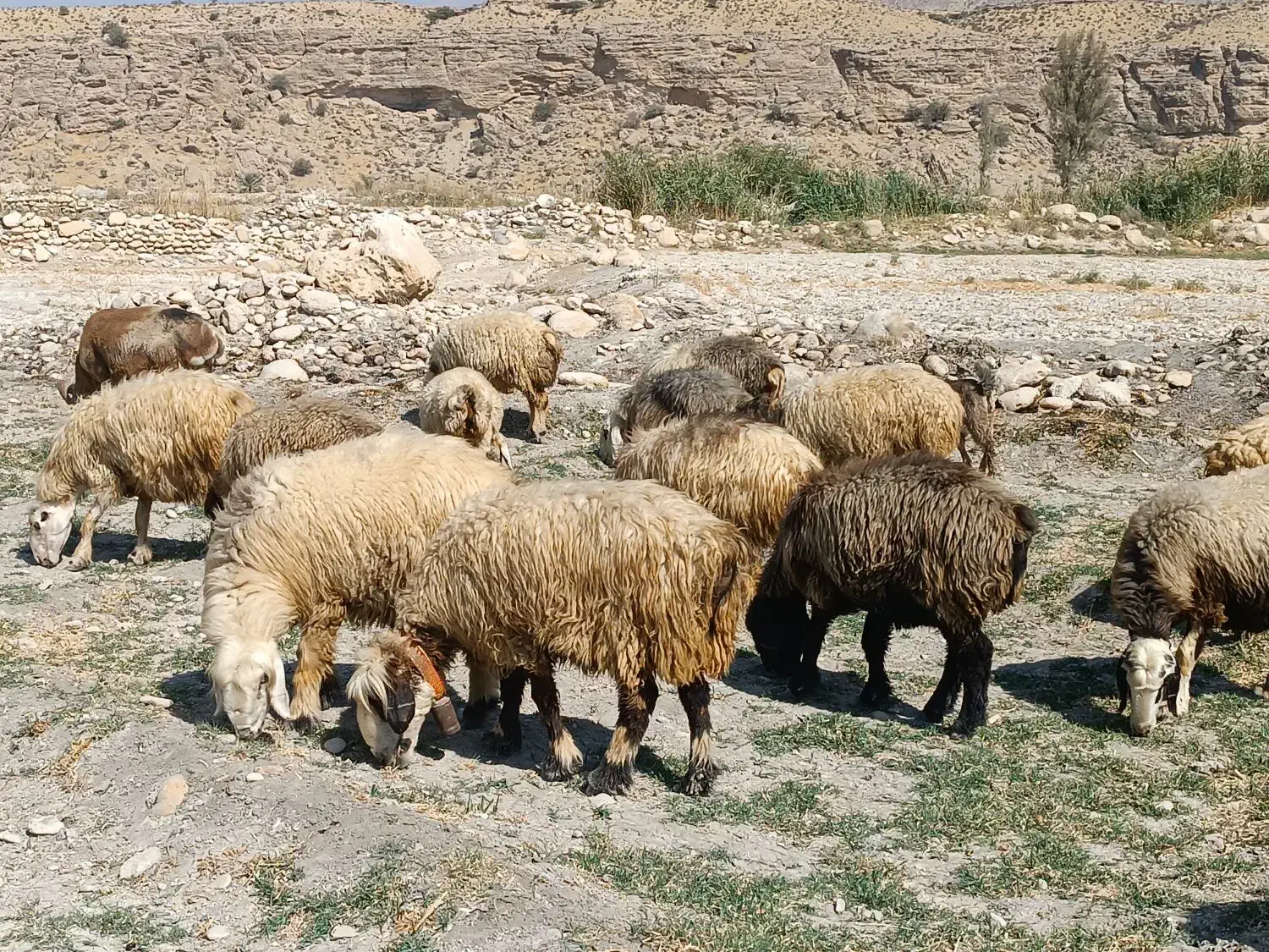 فروش120راس میش داشتی بره دار و آبستن ترکی بختیاری|حیوانات مزرعه|کازرون, |دیوار