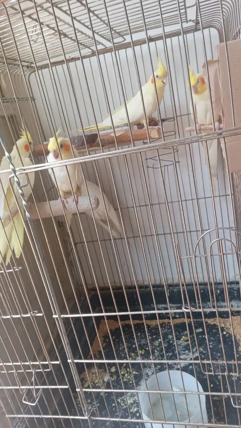 عروس هلندی|پرنده|ری, شهرک نظامی|دیوار