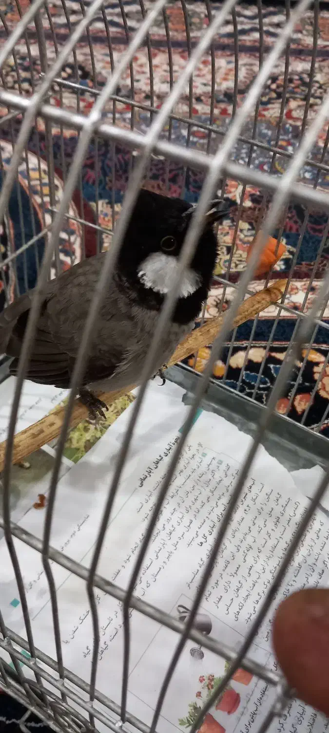 سهره اهوازی نر شاه تخم|پرنده|محمدشهر, علی آباد گونه|دیوار