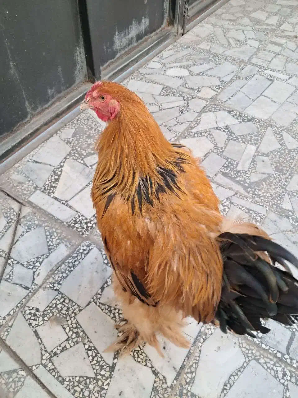 خروس امپراطور نژاد اصیل|حیوانات مزرعه|بابلسر, |دیوار