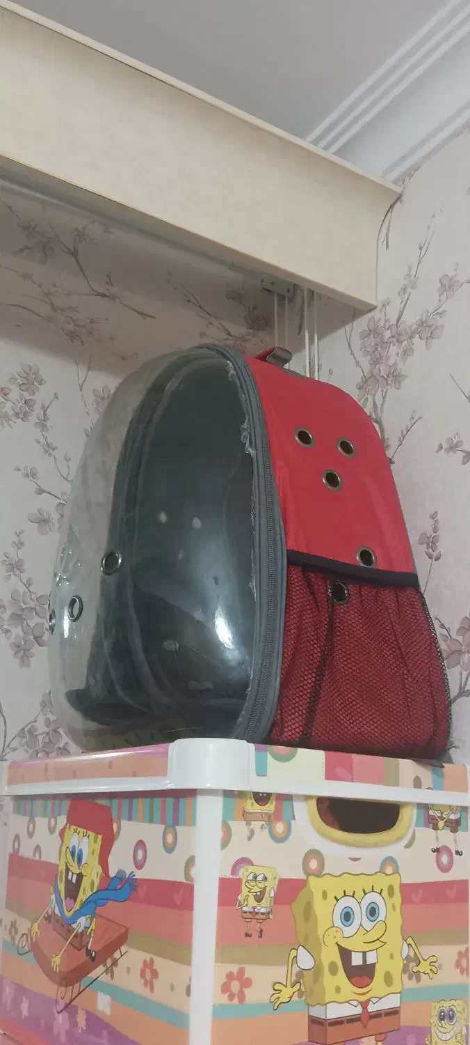 واگذاری گربه با وسایل|گربه|تبریز, |دیوار