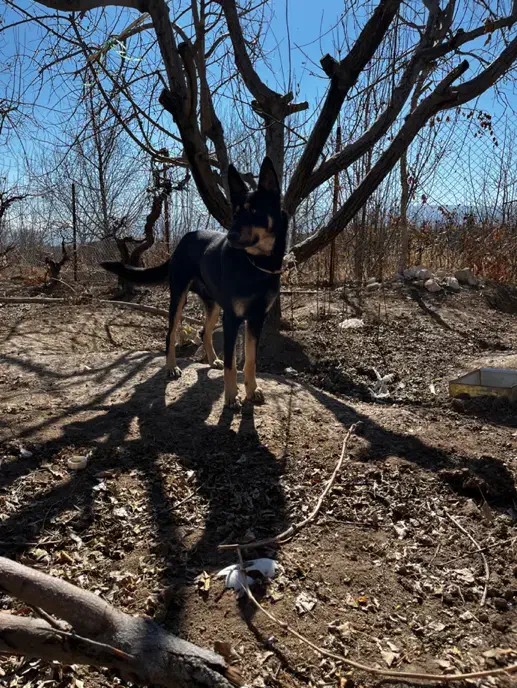سگ نگهبان|سگ|مرودشت, ژیان|دیوار