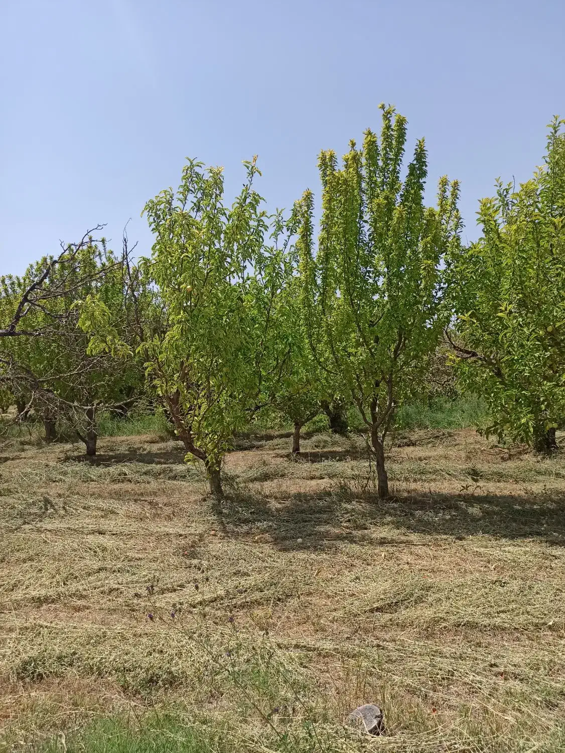 باغ سیب چهار دیواری ویلایی نیمه کاره/معاوضه|فروش زمین و ملک کلنگی|ارومیه, |دیوار