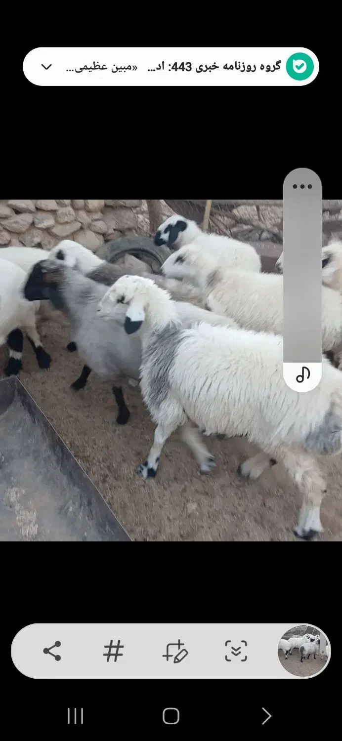 فروش ۴۰راس شیشک|حیوانات مزرعه|خرم بید, |دیوار