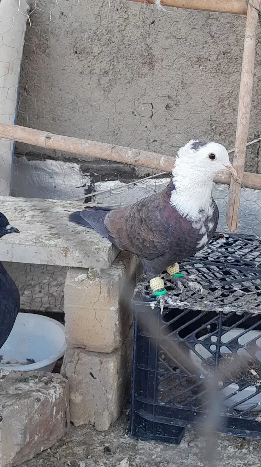 سر سفید نر|پرنده|تاکستان, |دیوار