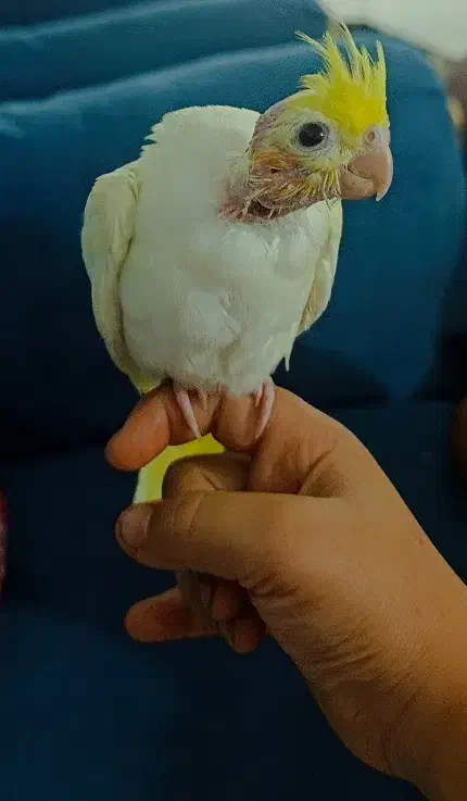 جوجه عروس دستی|پرنده|مشهد, امیرآباد|دیوار