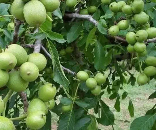 شروع پیش فروش نهال گردو فرنور دوساله|خدمات باغبانی و درختکاری|نوبران, |دیوار