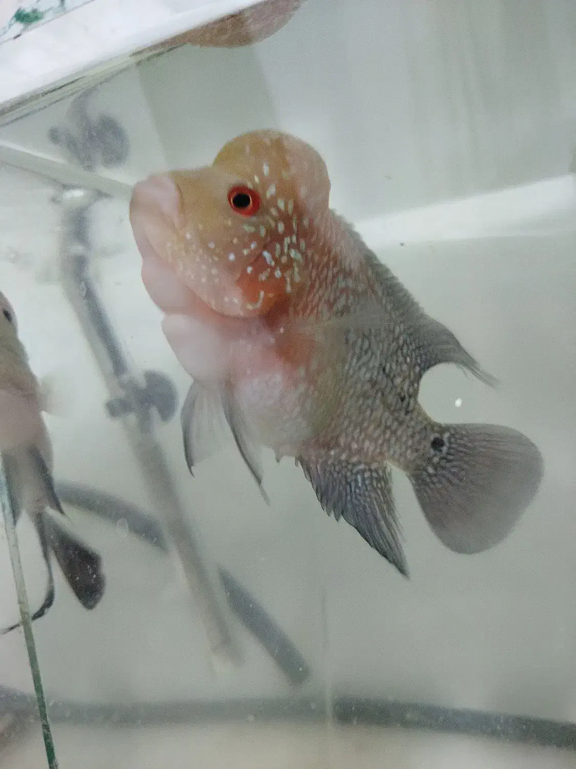 ماهی فلاور هورن|ماهی|بجنورد, |دیوار