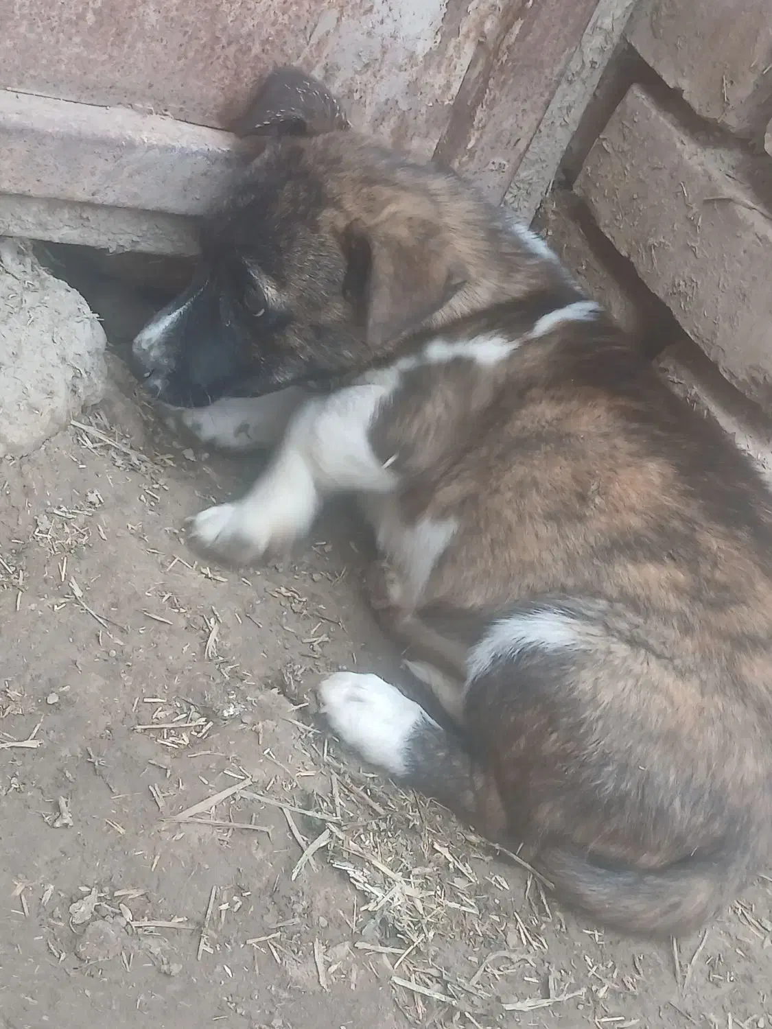 سگ پا کوتاه|سگ|نیشابور, بنیاد شهید|دیوار