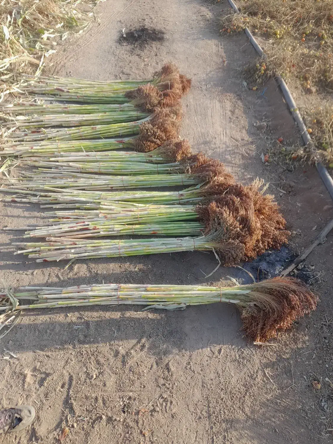 جارو|لوازم نظافت|نهاوند, |دیوار