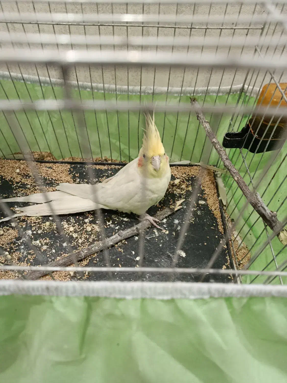 عروس هلندی گل باقالی نروماده سالم|پرنده|تهران, شهرک فردوس (حسینی)|دیوار