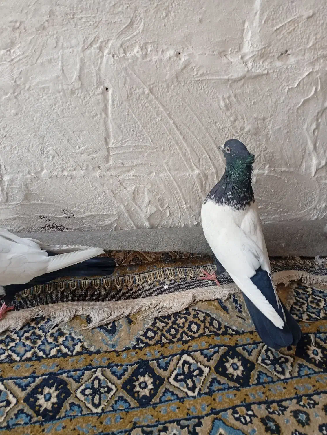 سرته سی نرو ماده معاوضه|پرنده|خرمآباد, |دیوار