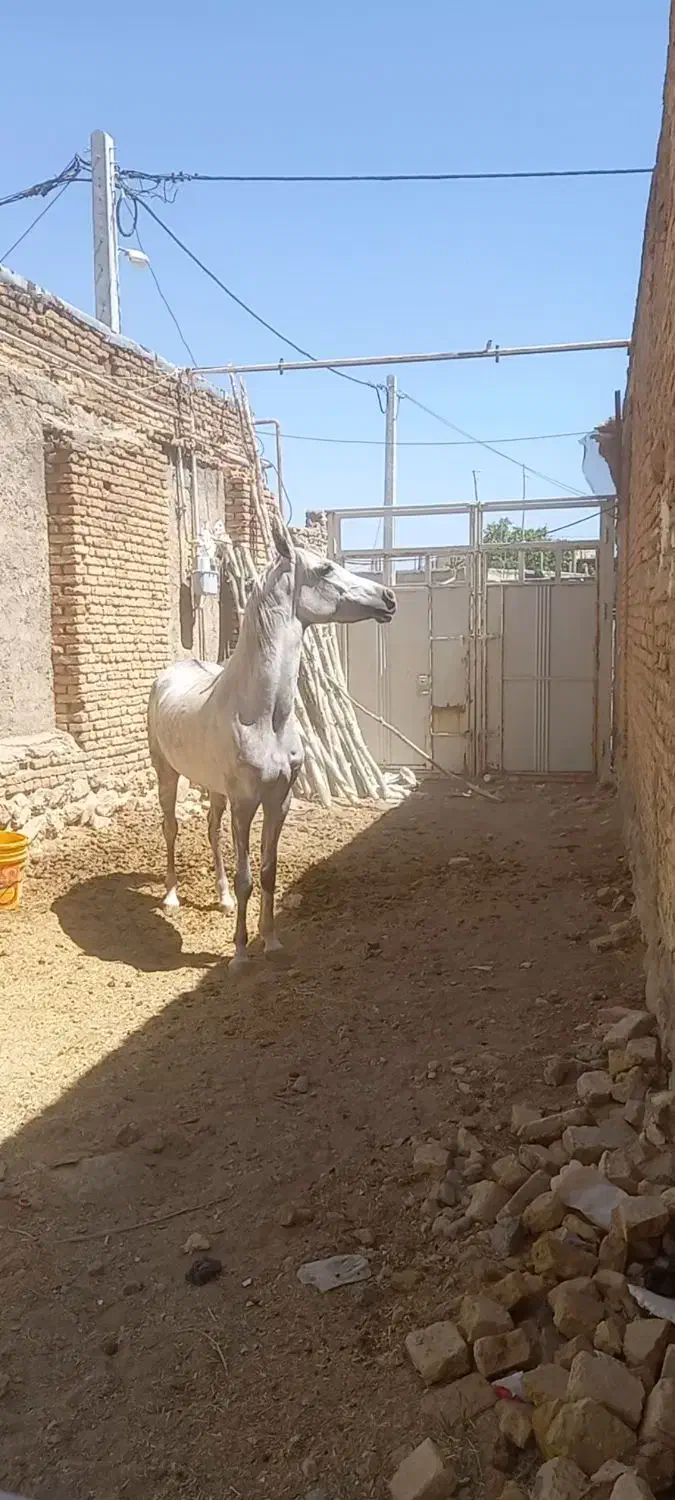 فروش کره مادیان|اسب و تجهیزات اسبسواری|بن, |دیوار