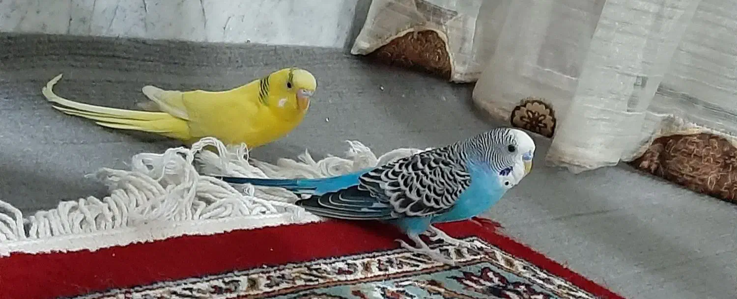 یک جفت مرغ عشق|پرنده|پیر بکران, |دیوار