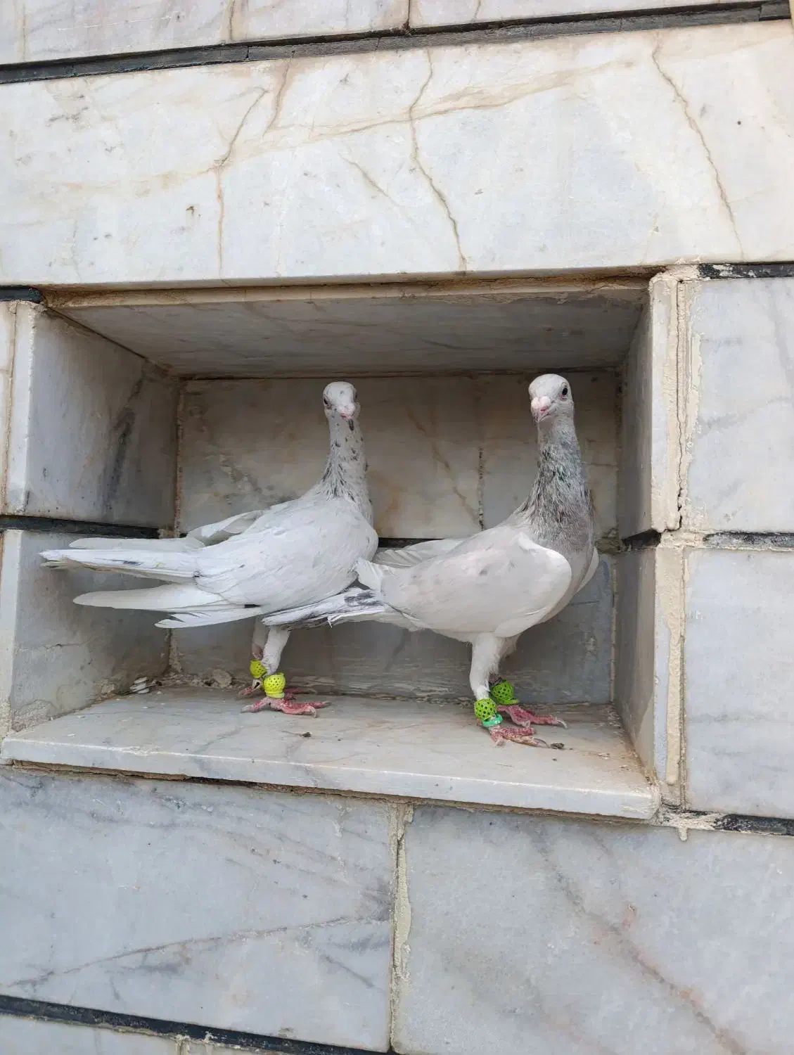 هفت‌رنگ|پرنده|الوند, |دیوار