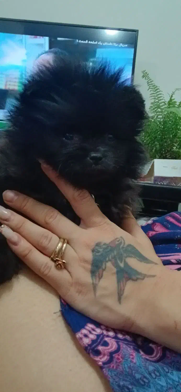 پامر خرسی عروسکی سایز ریز رنگ کاملا تک و خاص|سگ|تهران, مینای شمالی (مخبر)|دیوار