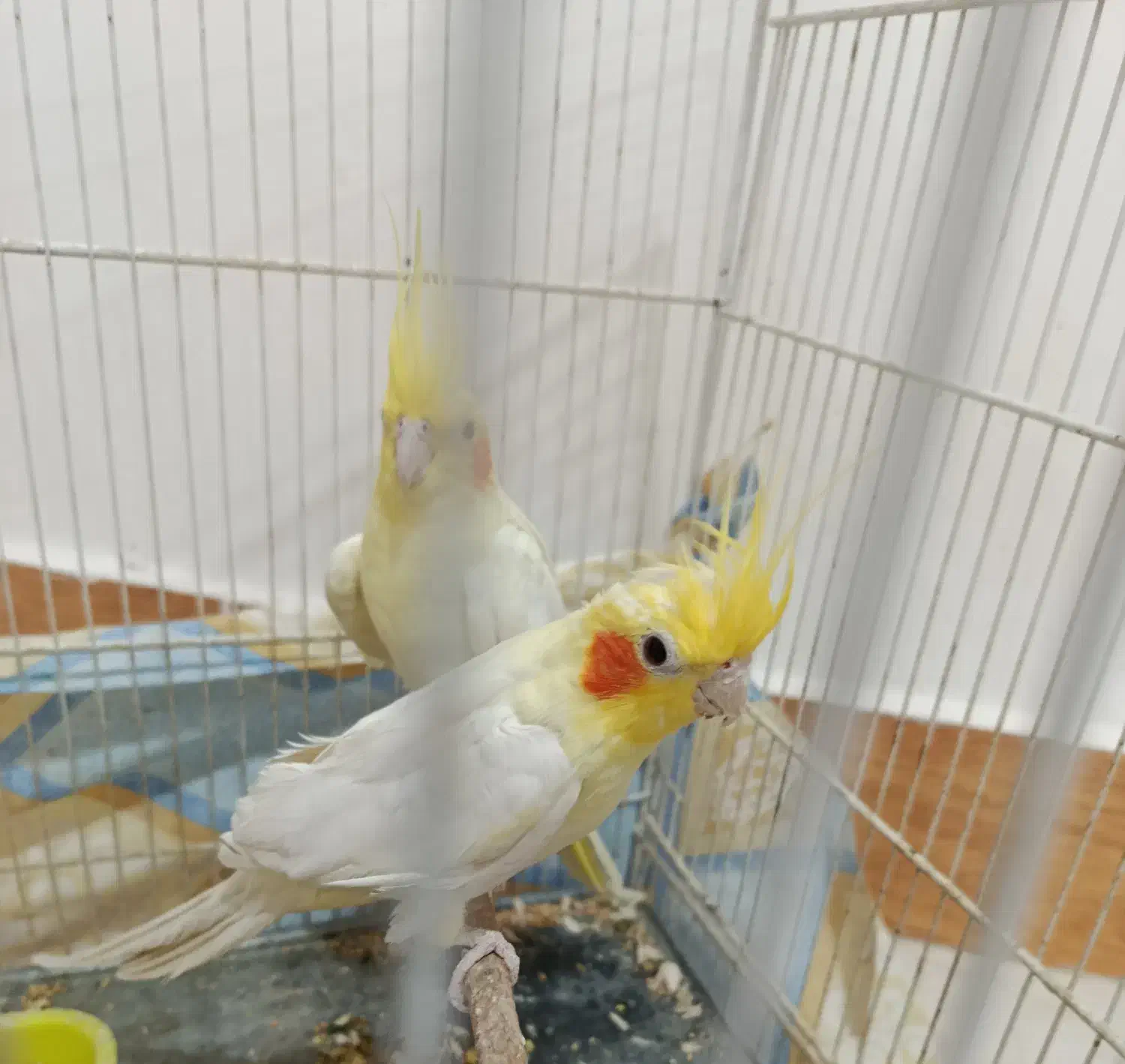 جفت عروس هلندی مولد|پرنده|فردوس (خراسان), |دیوار