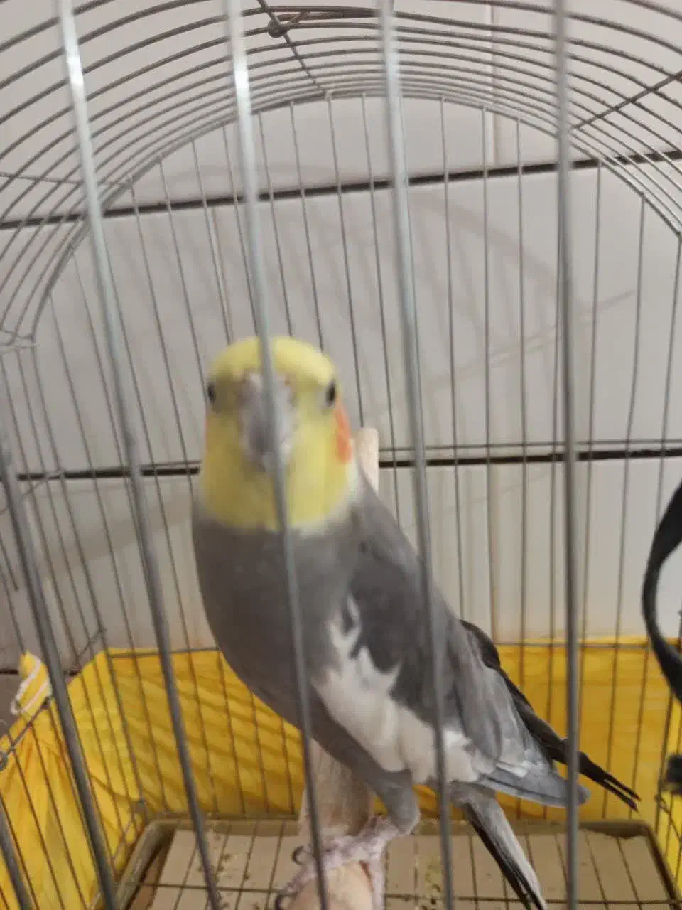 عروس هلندی|پرنده|شاهرود, |دیوار