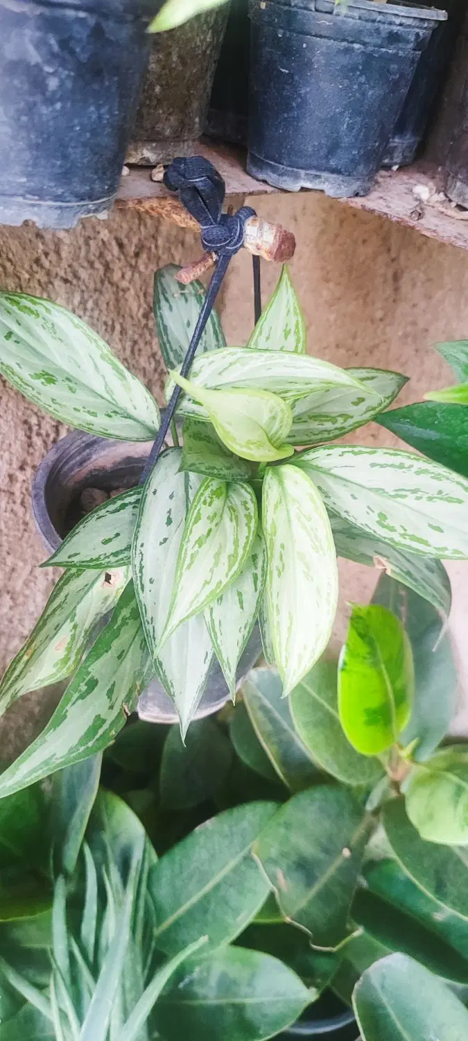 دیفن|گل و گیاه طبیعی|اسلام‌‌آباد غرب, |دیوار