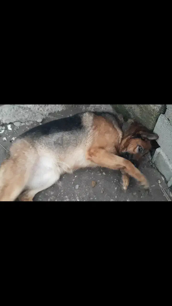 فروش سگ ژرمن شپرد|سگ|رشت, حومه رشت|دیوار