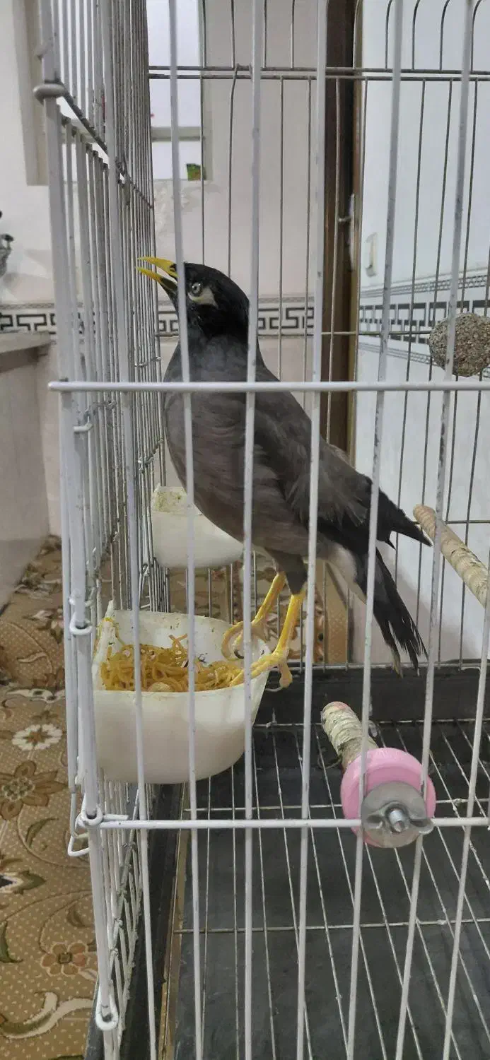 مینا|پرنده|یزد, |دیوار