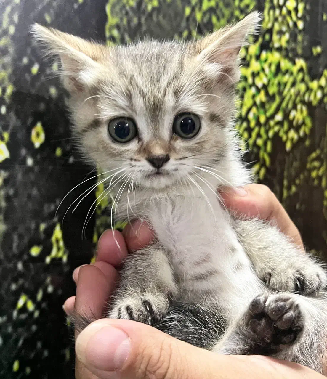 گربه اسکاتیش بریتیش|گربه|قم, بلوار امین و ساحلی|دیوار