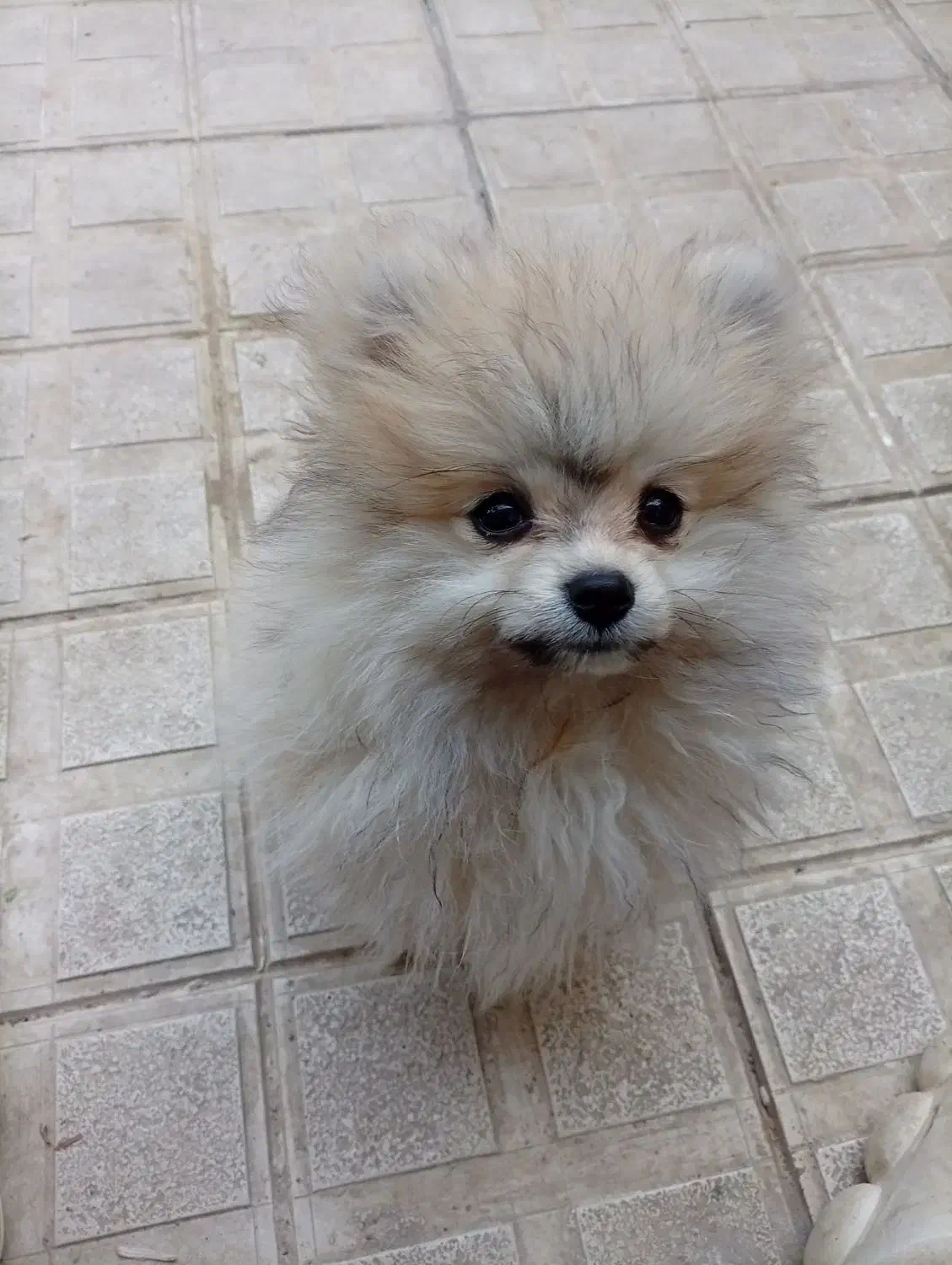 پامرین|سگ|فولادشهر, A3|دیوار