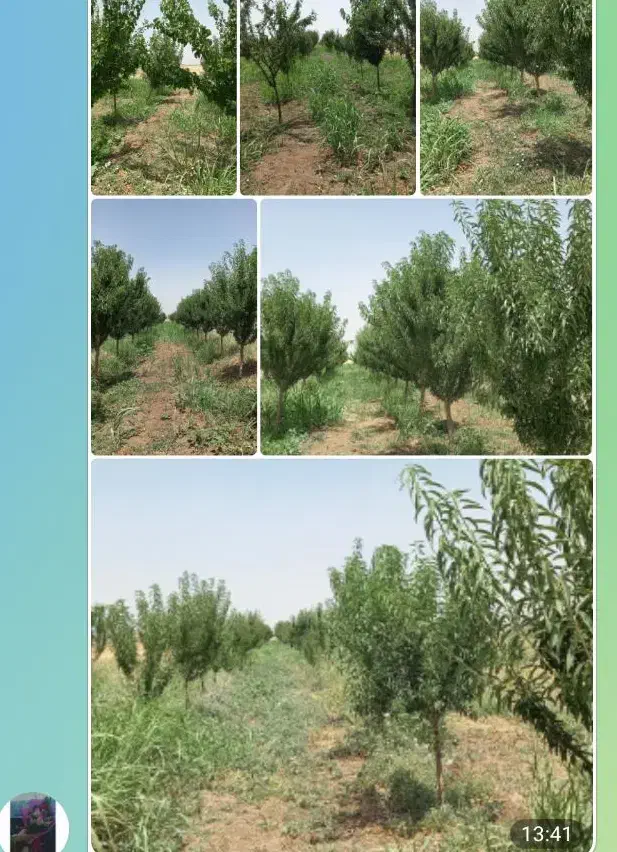 فروش باغ میوه|فروش دفتر صنعتی، کشاورزی، تجاری|الوند, |دیوار