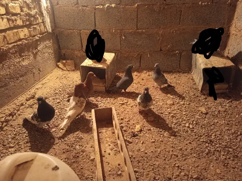 پلاکی و پرشی|پرنده|بافق, |دیوار