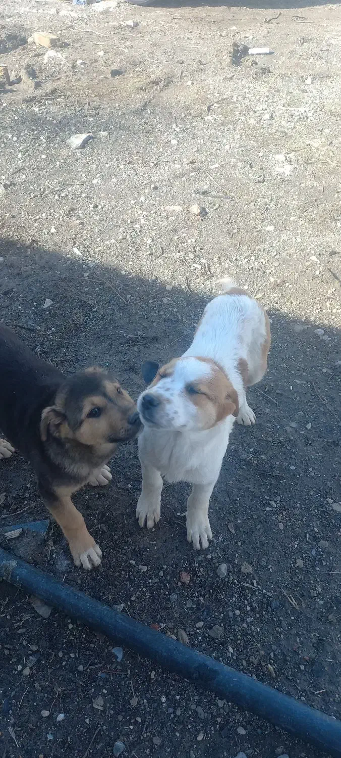 توله سرابی|سگ|کرمانشاه, |دیوار