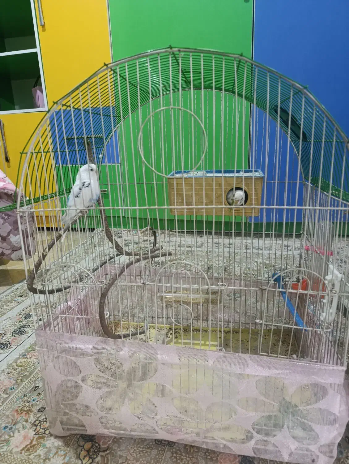 مرغ عشق|پرنده|رباط‌کریم, الارد|دیوار