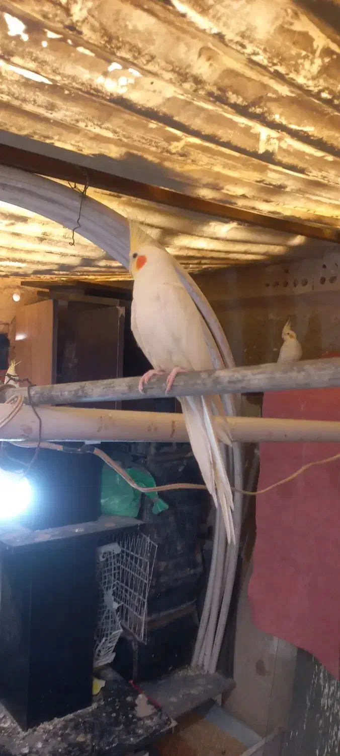 گمشده|حیوانات|قرچک, میرزائی شمالی|دیوار