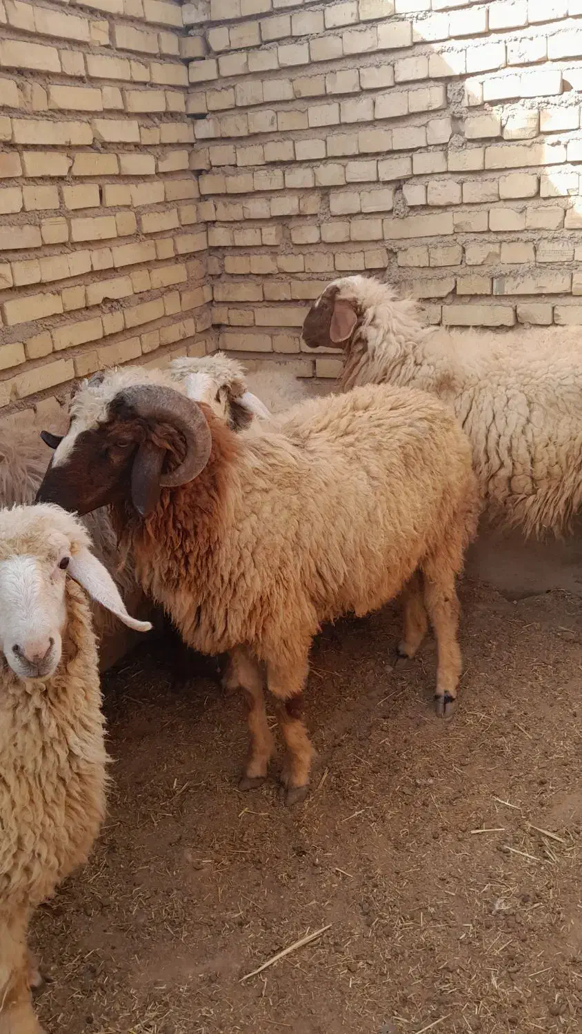 زرگان|حیوانات مزرعه|باوی, |دیوار