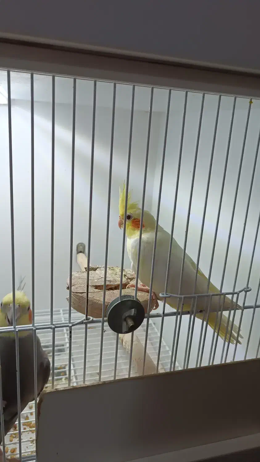 عروس هلندی دوماهه ۳ماهه|پرنده|فومن, |دیوار