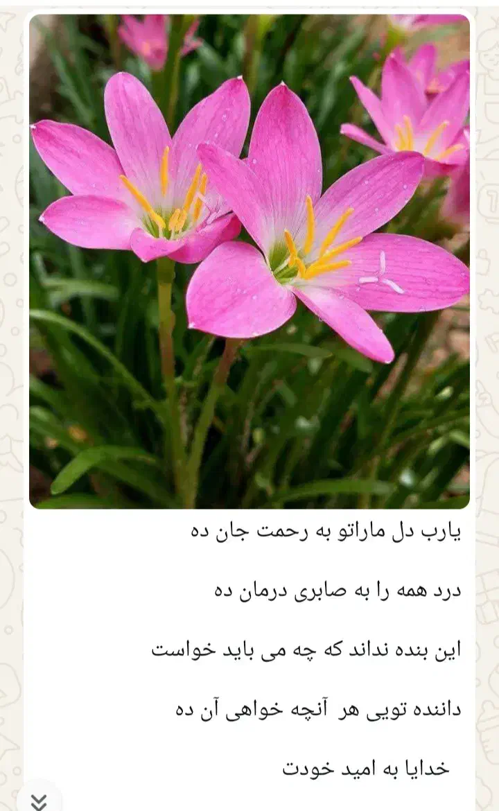 نظافت منزل باغ ویلا صفرتاصد|خدمات باغبانی و درختکاری|کاشان, فین کوچک|دیوار