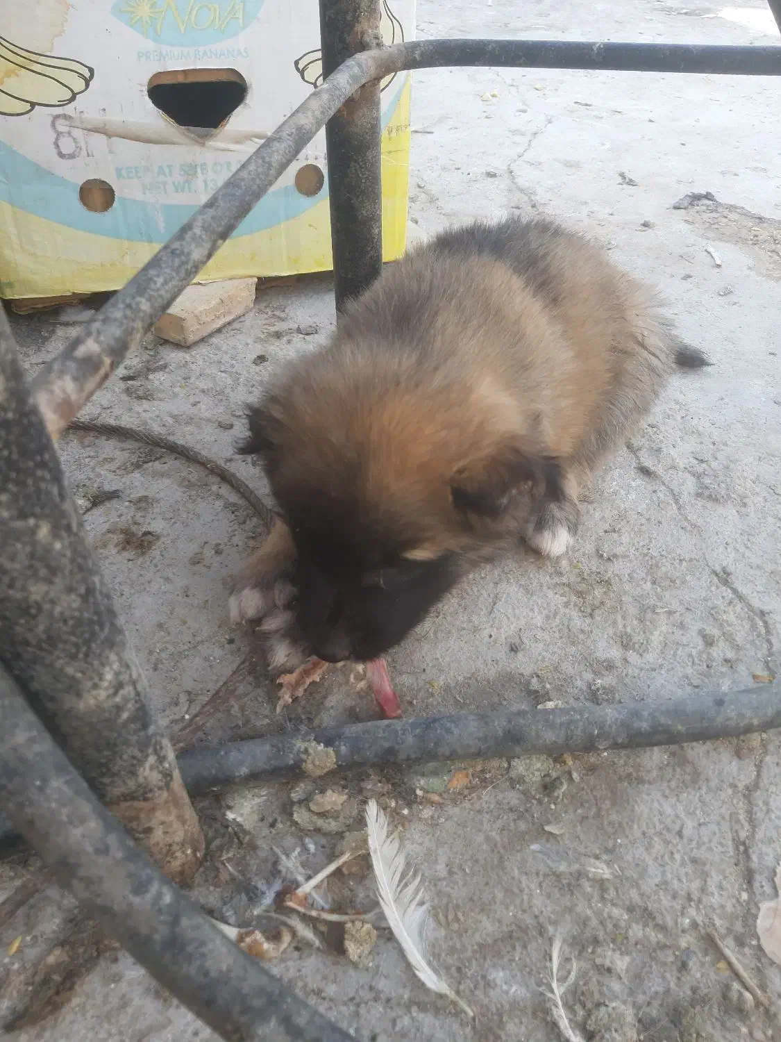 واگذاری توله سگ سرابی|سگ|یزد, |دیوار