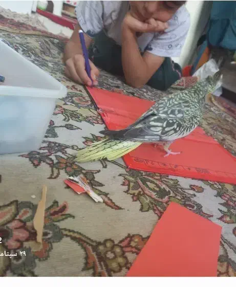 عروس گمشده|حیوانات|تبریز, |دیوار