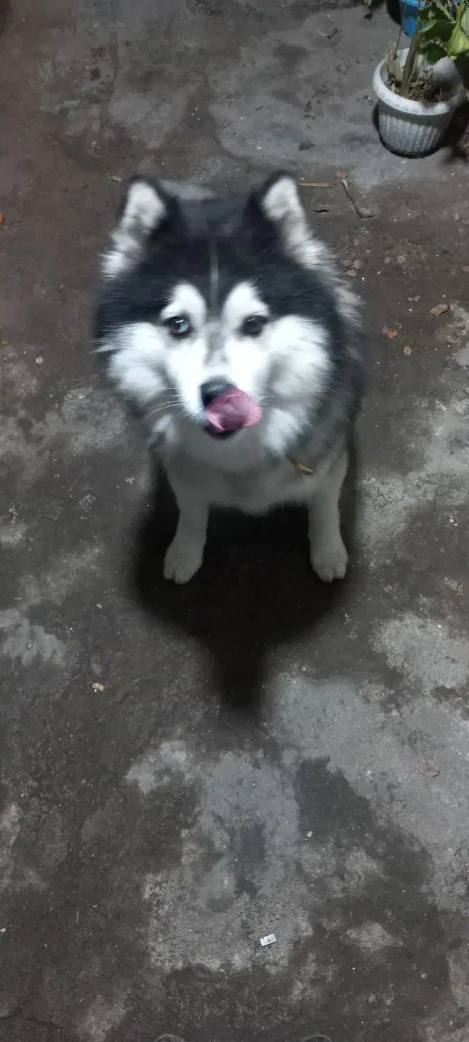 سگ مالاموت اصیل سورتمه معاوضه هم می شه|سگ|رشت, پسیخان|دیوار