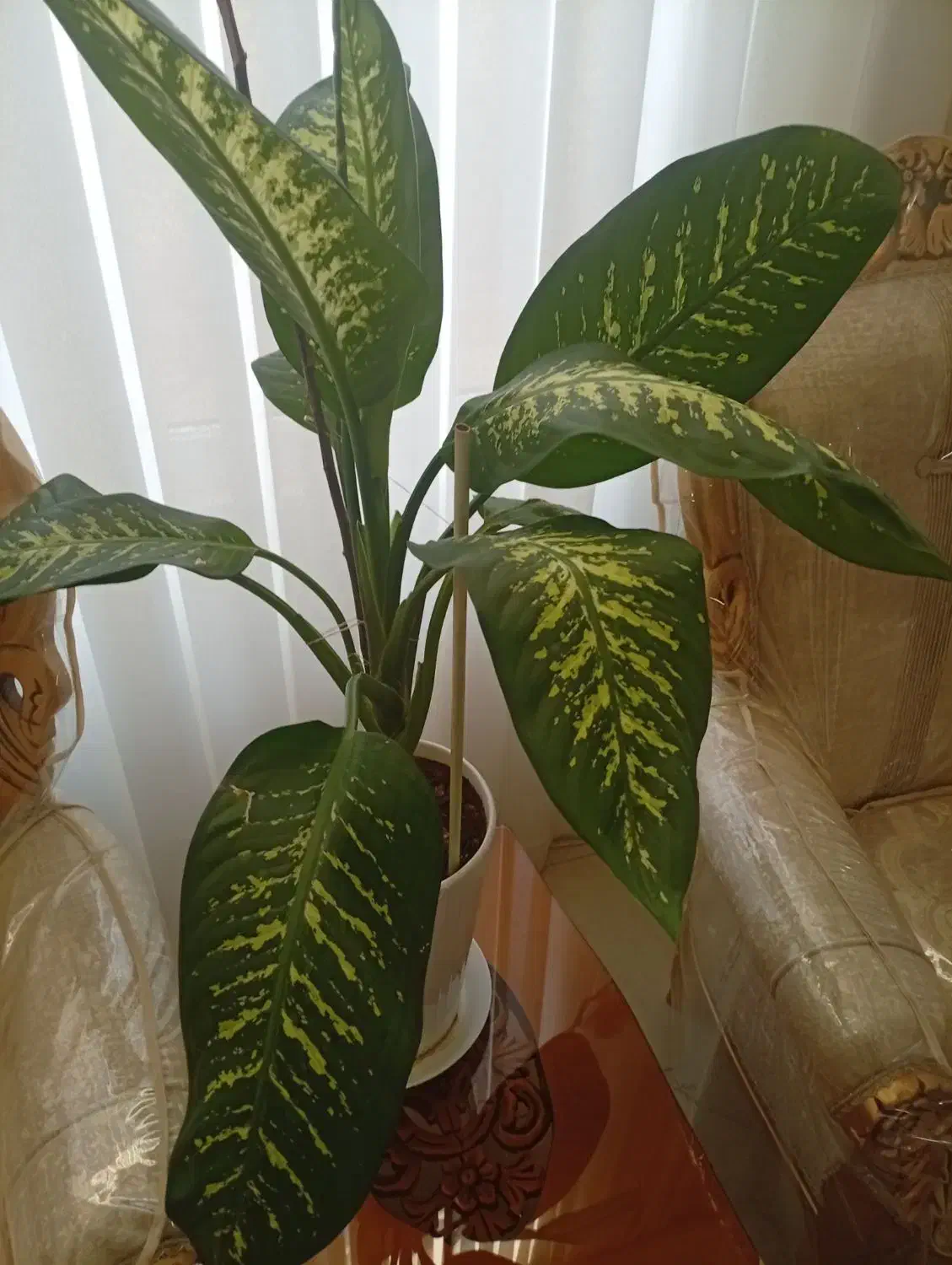 گل طبیعی|گل مصنوعی|مشهد, موسوی قوچانی|دیوار