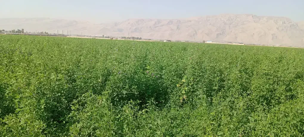 11هکتار یونجه پرس|لوازم جانبی حیوانات|شیراز, بید زرد|دیوار