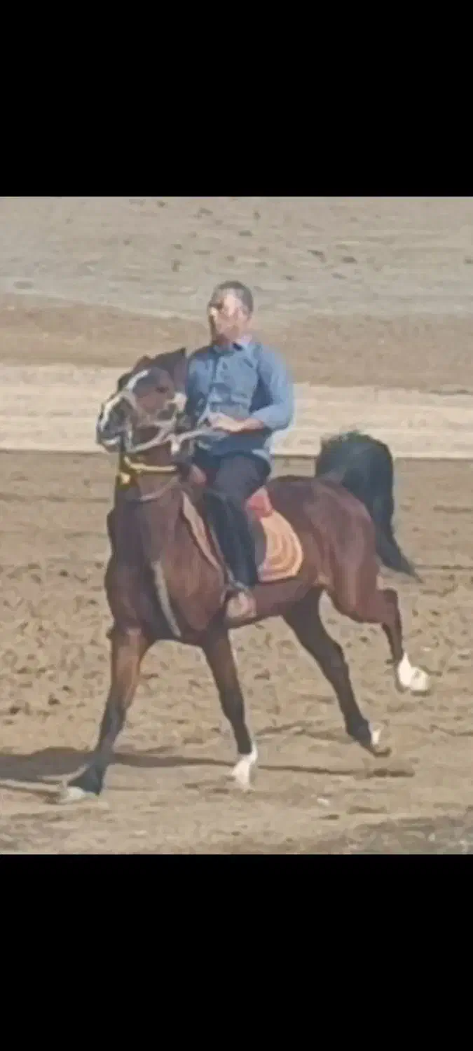 نریان سن ۴به ۵|اسب و تجهیزات اسب‌سواری|مهاباد (آذربایجان غربی), |دیوار