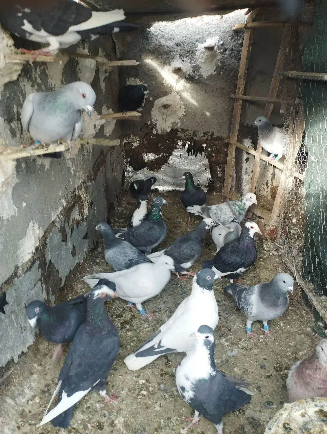 کبوتر|پرنده|ایرانشهر, |دیوار