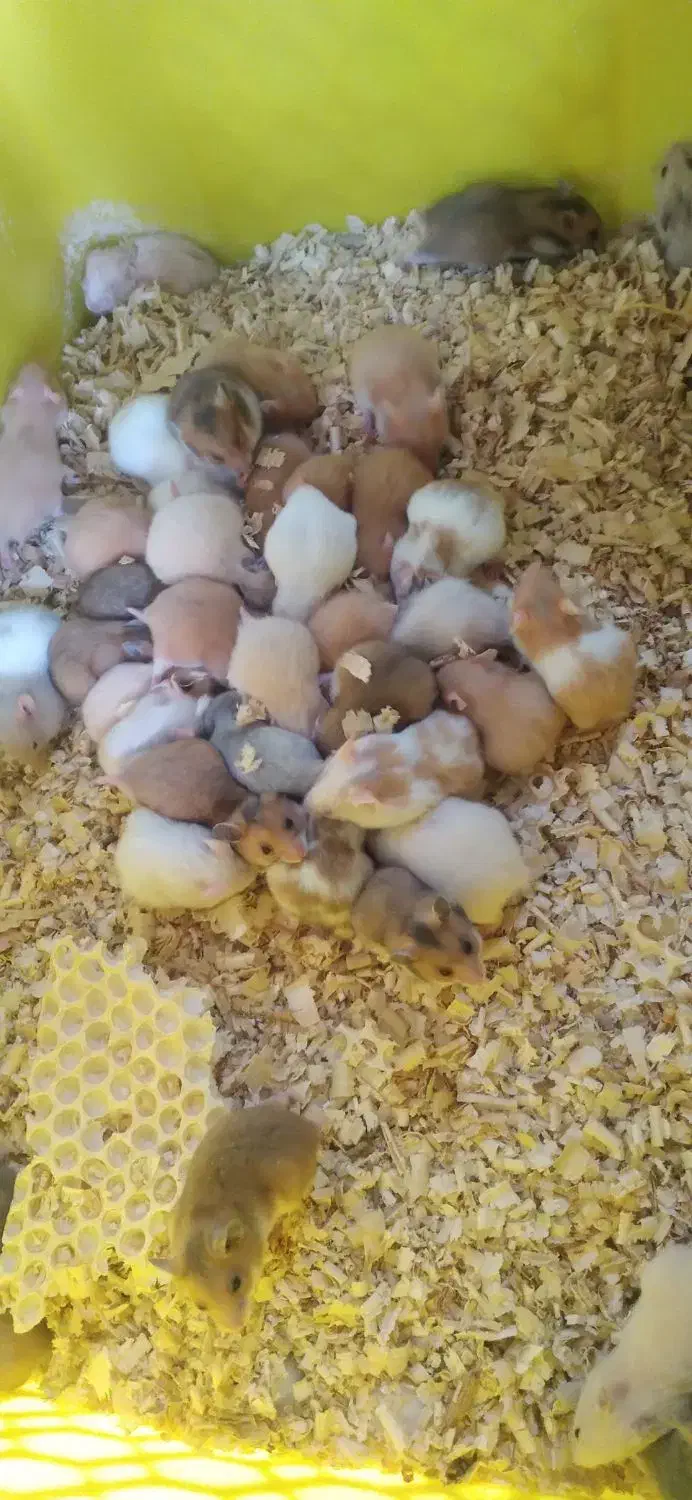 همستر سوری|موش و خرگوش|تهران, شهرک چیتگر|دیوار