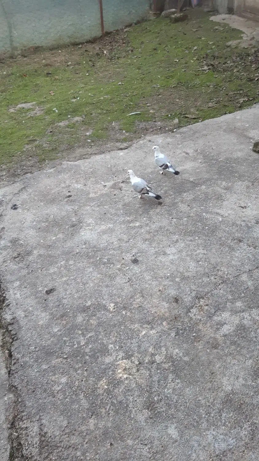 کبوتربلژیکی|پرنده|لاهیجان, آهندان|دیوار